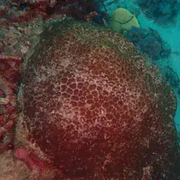 Knob Coral, photo 5