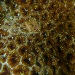 Knob Coral, photo 6