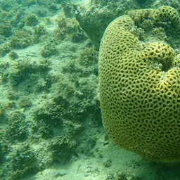 Knob Coral, photo 7