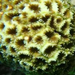 Knob Coral, photo 8