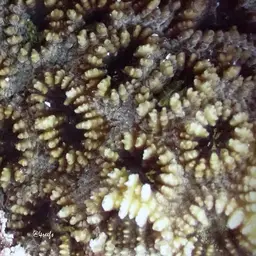 Knob Coral, photo 9