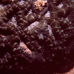 Knob Coral, photo 10