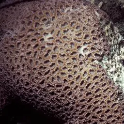 Knob Coral, photo 11