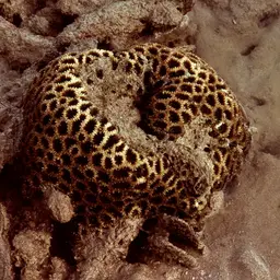 Knob Coral, photo 12