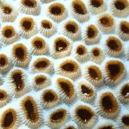 Knob Coral, photo 1