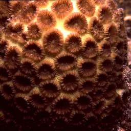 Knob Coral, photo 2