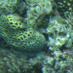 Knob Coral, photo 3
