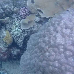 Knob Coral, photo 4
