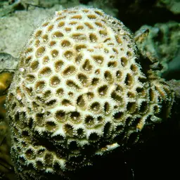 Knob Coral, photo 5