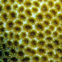 Knob Coral, photo 6