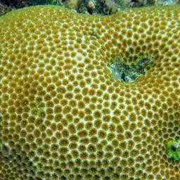 Knob Coral, photo 7