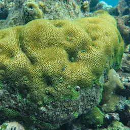 Knob Coral, photo 8