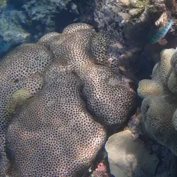Knob Coral, photo 9