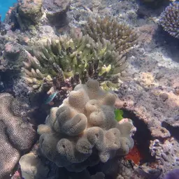 Knob Coral, photo 10