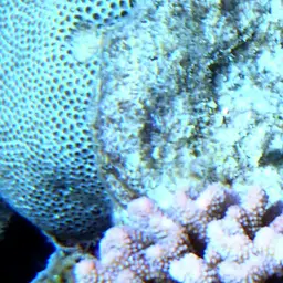 Knob Coral, photo 11