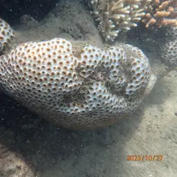 Knob Coral, photo 12