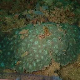 Knob Coral, photo 1