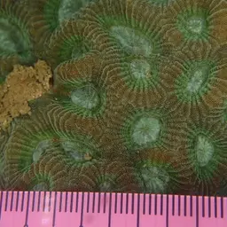 Knob Coral, photo 2