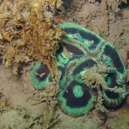 Knob Coral, photo 3