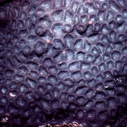 Knob Coral, photo 1