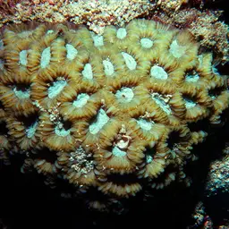 Knob Coral, photo 2