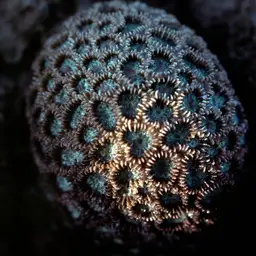 Knob Coral, photo 3