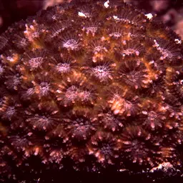 Knob Coral, photo 4