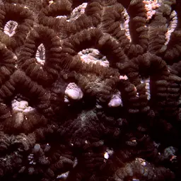 Knob Coral, photo 5