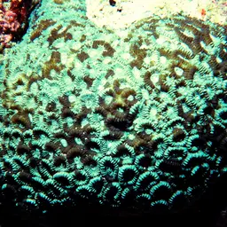 Knob Coral, photo 1