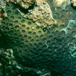 Knob Coral, photo 3