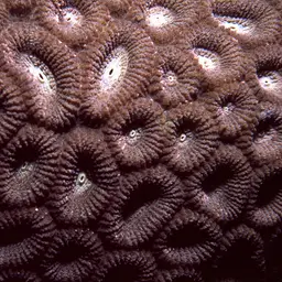 Knob Coral, photo 4