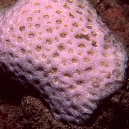 Knob Coral, photo 5