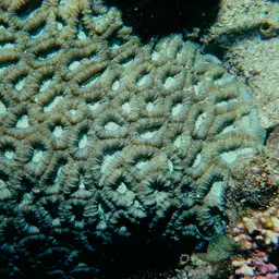 Knob Coral, photo 6