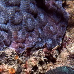 Knob Coral, photo 7