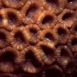 Knob Coral, photo 8