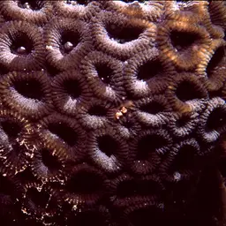 Knob Coral, photo 9