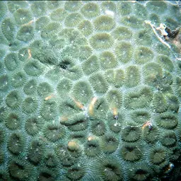 Knob Coral, photo 10