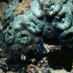 Knob Coral, photo 11