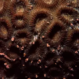 Knob Coral, photo 12