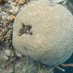 Knob Coral, photo 1