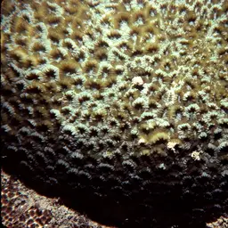 Knob Coral, photo 2