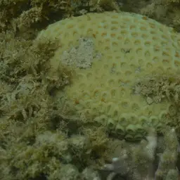 Knob Coral, photo 3