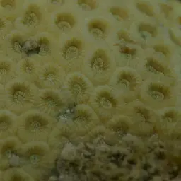 Knob Coral, photo 4
