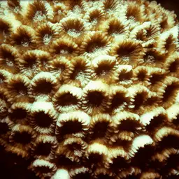 Knob Coral, photo 5
