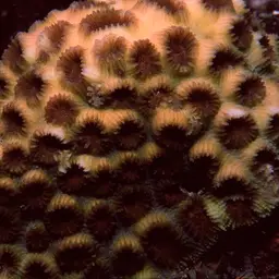 Knob Coral, photo 6