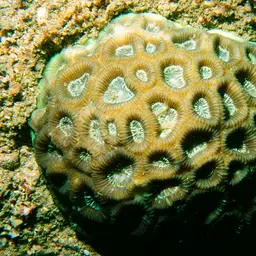 Knob Coral, photo 1