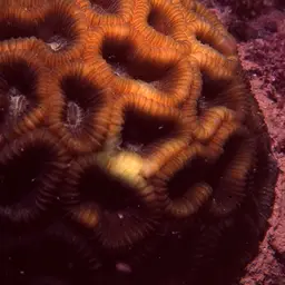 Knob Coral, photo 2