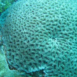 Knob Coral, photo 3