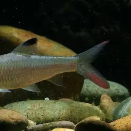 Redtail Barb, photo 1