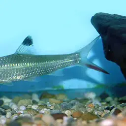 Redtail Barb, photo 3